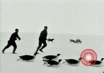 Image of Penguins Antarctica, 1929, second 34 stock footage video 65675020814