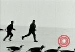 Image of Penguins Antarctica, 1929, second 35 stock footage video 65675020814