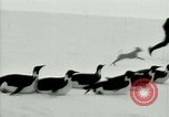 Image of Penguins Antarctica, 1929, second 37 stock footage video 65675020814
