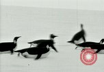 Image of Penguins Antarctica, 1929, second 38 stock footage video 65675020814