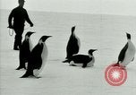 Image of Penguins Antarctica, 1929, second 39 stock footage video 65675020814