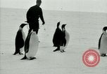 Image of Penguins Antarctica, 1929, second 40 stock footage video 65675020814
