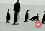Image of Penguins Antarctica, 1929, second 41 stock footage video 65675020814