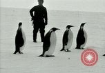 Image of Penguins Antarctica, 1929, second 42 stock footage video 65675020814