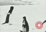 Image of Penguins Antarctica, 1929, second 43 stock footage video 65675020814