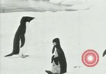 Image of Penguins Antarctica, 1929, second 44 stock footage video 65675020814