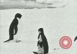 Image of Penguins Antarctica, 1929, second 45 stock footage video 65675020814