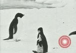 Image of Penguins Antarctica, 1929, second 46 stock footage video 65675020814