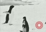 Image of Penguins Antarctica, 1929, second 47 stock footage video 65675020814