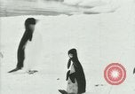 Image of Penguins Antarctica, 1929, second 48 stock footage video 65675020814