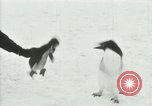 Image of Penguins Antarctica, 1929, second 49 stock footage video 65675020814