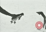 Image of Penguins Antarctica, 1929, second 50 stock footage video 65675020814