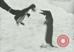 Image of Penguins Antarctica, 1929, second 53 stock footage video 65675020814