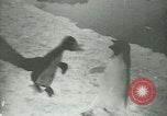 Image of Penguins Antarctica, 1929, second 55 stock footage video 65675020814