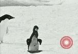 Image of Penguins Antarctica, 1929, second 56 stock footage video 65675020814