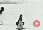 Image of Penguins Antarctica, 1929, second 57 stock footage video 65675020814