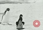 Image of Penguins Antarctica, 1929, second 58 stock footage video 65675020814
