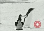 Image of Penguins Antarctica, 1929, second 59 stock footage video 65675020814