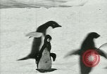 Image of Penguins Antarctica, 1929, second 60 stock footage video 65675020814