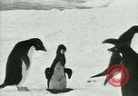 Image of Penguins Antarctica, 1929, second 61 stock footage video 65675020814