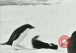 Image of Penguins Antarctica, 1929, second 62 stock footage video 65675020814