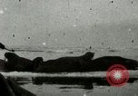 Standbild Walross Jagd Saint Lawrence Island Alaska USA, 1915, aus Sekunde 32 historischem Filmmaterial Videoclip 65675020844