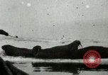 Standbild Walross Jagd Saint Lawrence Island Alaska USA, 1915, aus Sekunde 33 historischem Filmmaterial Videoclip 65675020844