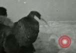 Standbild Walross Jagd Saint Lawrence Island Alaska USA, 1915, aus Sekunde 57 historischem Filmmaterial Videoclip 65675020844