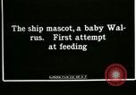Image bébé morse Saint Lawrence Island Alaska USA, 1915, de la seconde 4 séquences d'archives historiques vidéo 65675020845