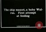 Image bébé morse Saint Lawrence Island Alaska USA, 1915, de la seconde 5 séquences d'archives historiques vidéo 65675020845