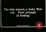 Image bébé morse Saint Lawrence Island Alaska USA, 1915, de la seconde 6 séquences d'archives historiques vidéo 65675020845