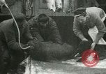 Image bébé morse Saint Lawrence Island Alaska USA, 1915, de la seconde 7 séquences d'archives historiques vidéo 65675020845
