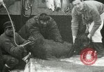 Image bébé morse Saint Lawrence Island Alaska USA, 1915, de la seconde 9 séquences d'archives historiques vidéo 65675020845
