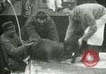 Image bébé morse Saint Lawrence Island Alaska USA, 1915, de la seconde 10 séquences d'archives historiques vidéo 65675020845