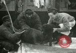 Image bébé morse Saint Lawrence Island Alaska USA, 1915, de la seconde 11 séquences d'archives historiques vidéo 65675020845