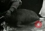 Image bébé morse Saint Lawrence Island Alaska USA, 1915, de la seconde 18 séquences d'archives historiques vidéo 65675020845