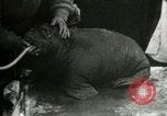 Image bébé morse Saint Lawrence Island Alaska USA, 1915, de la seconde 19 séquences d'archives historiques vidéo 65675020845
