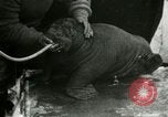 Image bébé morse Saint Lawrence Island Alaska USA, 1915, de la seconde 20 séquences d'archives historiques vidéo 65675020845