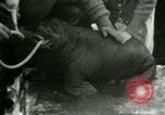 Image bébé morse Saint Lawrence Island Alaska USA, 1915, de la seconde 22 séquences d'archives historiques vidéo 65675020845