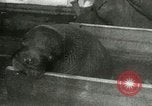 Image bébé morse Saint Lawrence Island Alaska USA, 1915, de la seconde 23 séquences d'archives historiques vidéo 65675020845