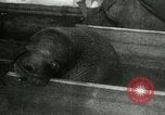 Image bébé morse Saint Lawrence Island Alaska USA, 1915, de la seconde 24 séquences d'archives historiques vidéo 65675020845