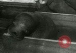 Image bébé morse Saint Lawrence Island Alaska USA, 1915, de la seconde 25 séquences d'archives historiques vidéo 65675020845
