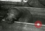 Image bébé morse Saint Lawrence Island Alaska USA, 1915, de la seconde 26 séquences d'archives historiques vidéo 65675020845