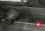 Image bébé morse Saint Lawrence Island Alaska USA, 1915, de la seconde 27 séquences d'archives historiques vidéo 65675020845