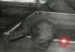 Image bébé morse Saint Lawrence Island Alaska USA, 1915, de la seconde 29 séquences d'archives historiques vidéo 65675020845