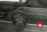 Image bébé morse Saint Lawrence Island Alaska USA, 1915, de la seconde 30 séquences d'archives historiques vidéo 65675020845