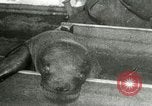 Image bébé morse Saint Lawrence Island Alaska USA, 1915, de la seconde 31 séquences d'archives historiques vidéo 65675020845