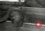 Image bébé morse Saint Lawrence Island Alaska USA, 1915, de la seconde 32 séquences d'archives historiques vidéo 65675020845