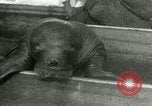 Image bébé morse Saint Lawrence Island Alaska USA, 1915, de la seconde 33 séquences d'archives historiques vidéo 65675020845