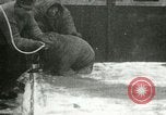 Image bébé morse Saint Lawrence Island Alaska USA, 1915, de la seconde 35 séquences d'archives historiques vidéo 65675020845